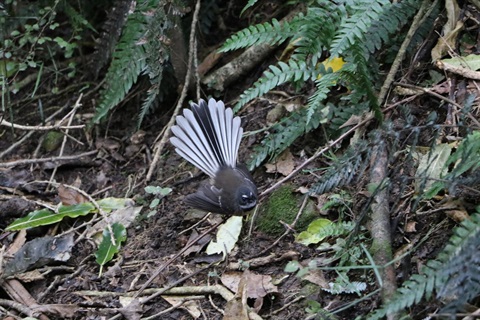 Trotter's Gorge Palmerston - fantail bird (1).jpg