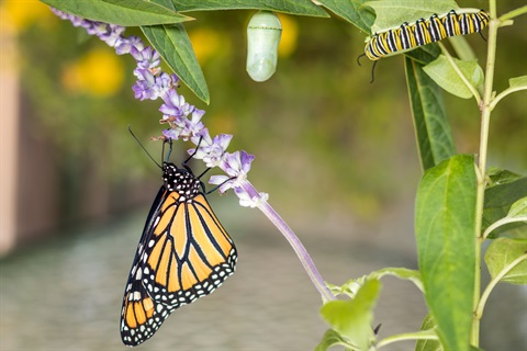 butterfly and cocoon