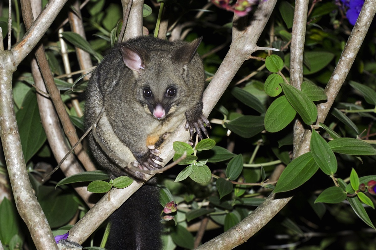 Wairepo Creek Ground Control Possum Operation | Waitaki District Council