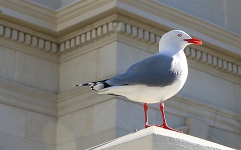 red-billed-gull (1).jpg